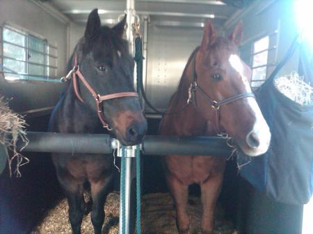 Blotto and Beau in their pony limo