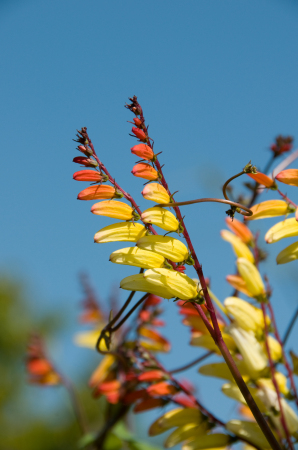 Picture taken at Morten Arboretum