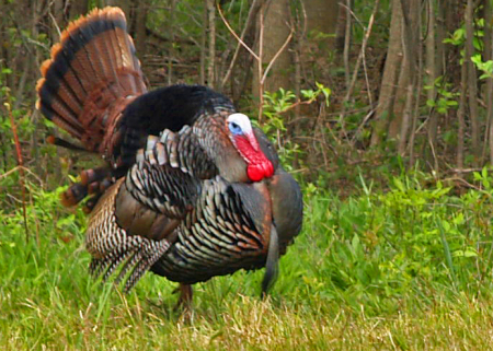 Wild male or "Tom" turkey courting.
