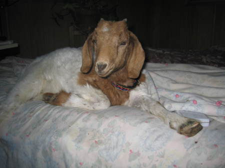 "ROSY" THE HOUSE GOAT