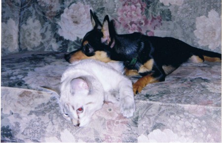 My babies ... Sadie(chihuahua), Henry(cat)