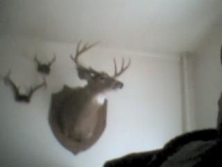 MY 10 POINT BUCK, MOUNTED