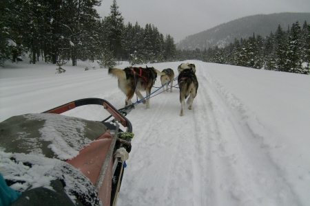 Dog Sledding