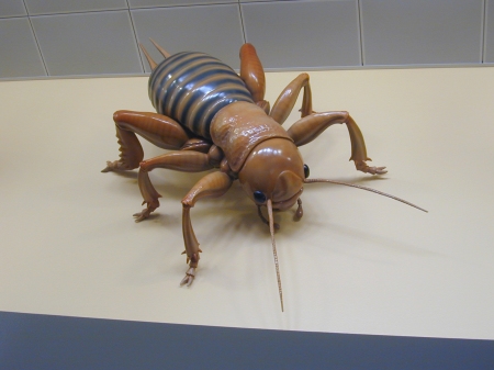 Giant Potato Bug