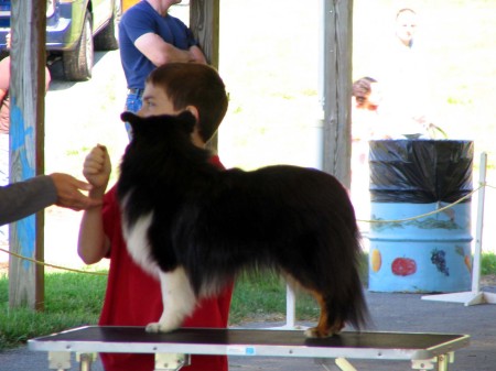 05-17-08 ukc show (8)