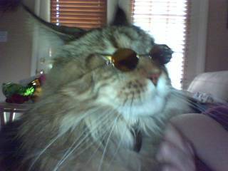 my Cat (cody) He is the coolest hippest Cat!!!