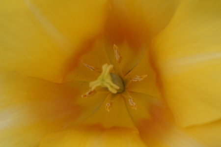 Tulip