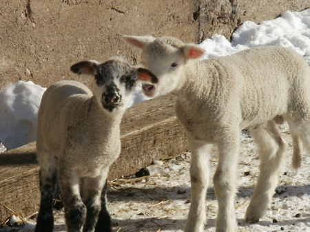 New Spring Lambs