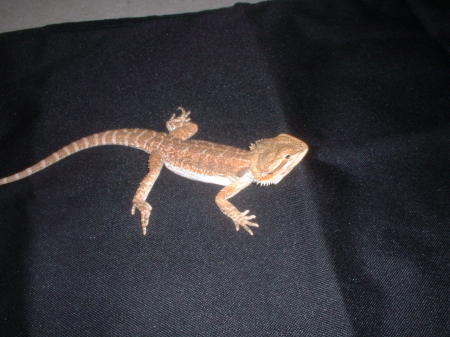 Bearded Dragon