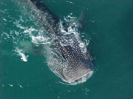 Whale shark and friend Bay of Campeche Mexico