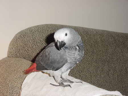 Lola my baby grey parrot