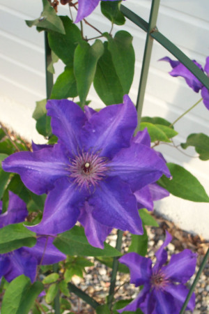 Season's First Clematis