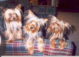 Gus, Jack & Maggie, My Three Yorkies