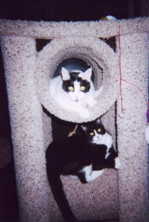 My cats, AJ and Oreo, 2004