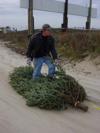 Surf-n Christmas trees to save the beach
