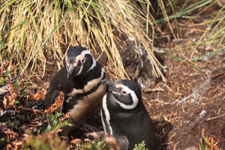 Penguins in tussock grass-Falkland Islands