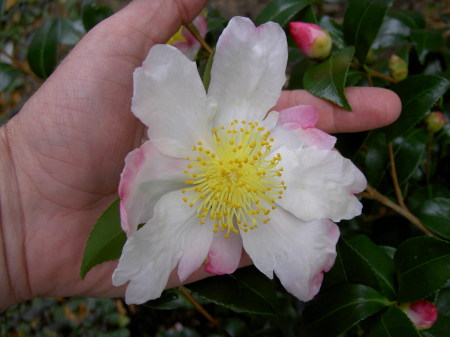 Camellia