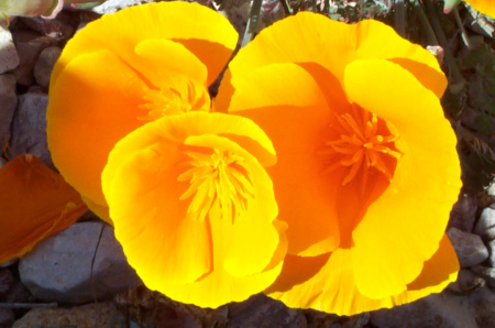 California Poppy