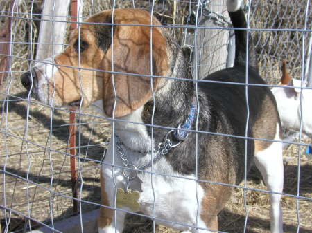 My beagle, Tim