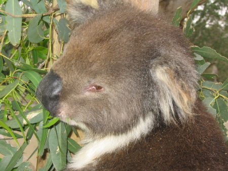 Koala Bear at Victor Harbour