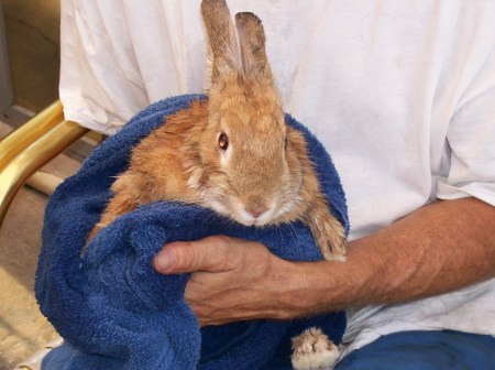 Luna after a bath