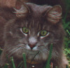 Smokey, our Maine Coon