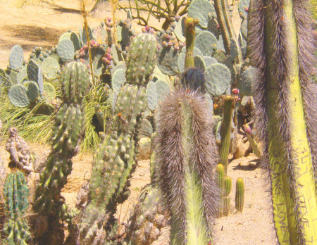 Cacti At "Balboa Park"