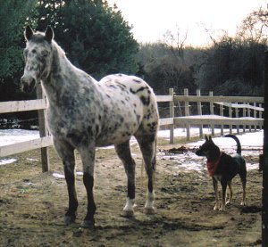 Doc and Buddy