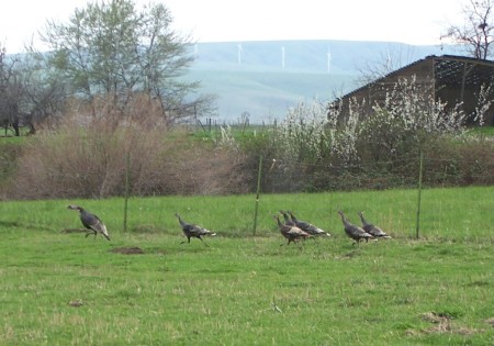 Wild turkey herd