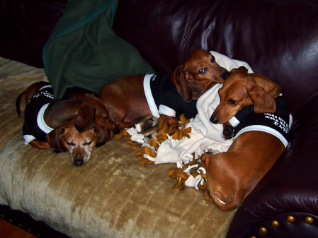 One last Doxie shot!