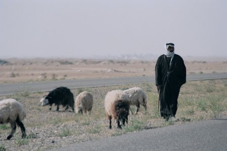 Iraqi shepard