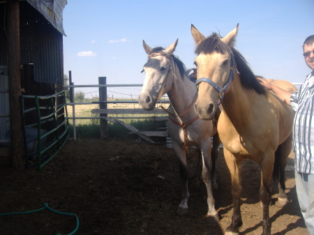 willow and star  our two american mustangs.  green broke and still kickin