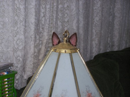 The lamp has ears!!!!!