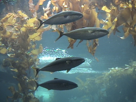 monterey bay aquarium