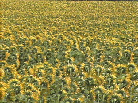 A Field of Sunflower in Full Bloom