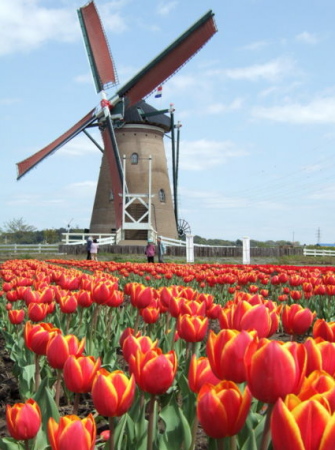 Tulips and windmills - Holland, of course