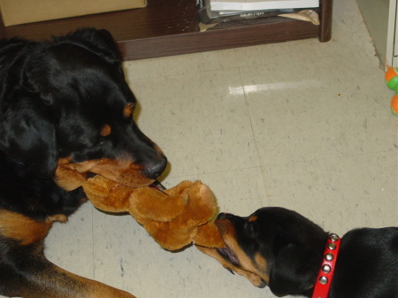 Lori's dogs roxy & trixie