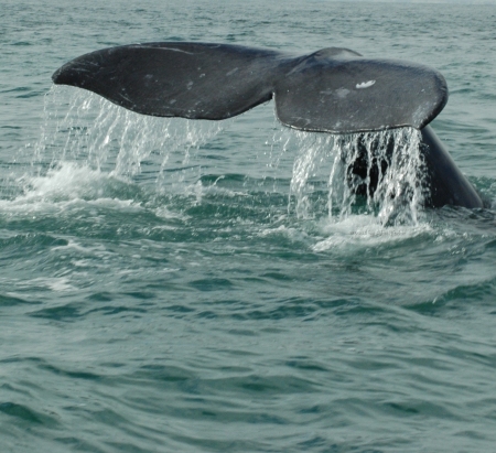 Humpback Whale