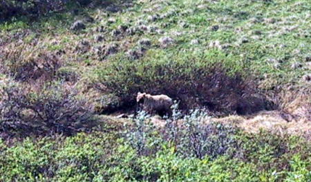 Grizzly in AK