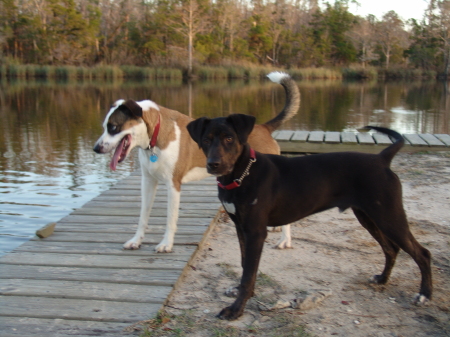 my dogs on the river