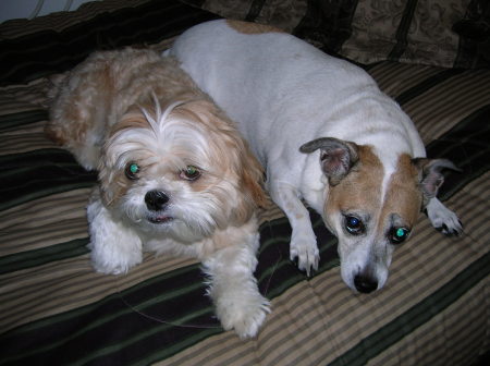 My dogs: Mitchell and Molly
