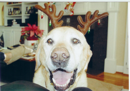 Reindeer Barney, our big yellow lab