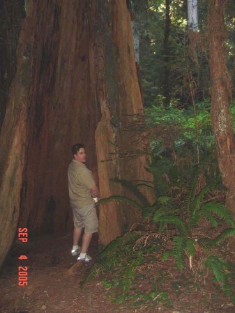 Redwood National Park - 2005