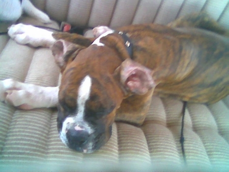 This is my boxer Taz sleeping in the car