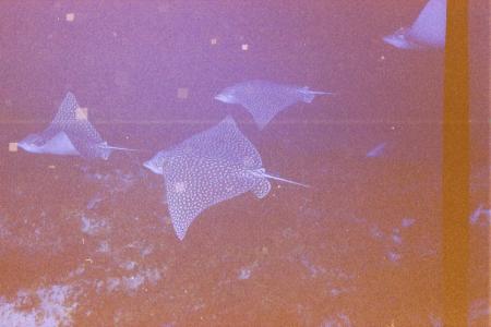 formation of eagle rays