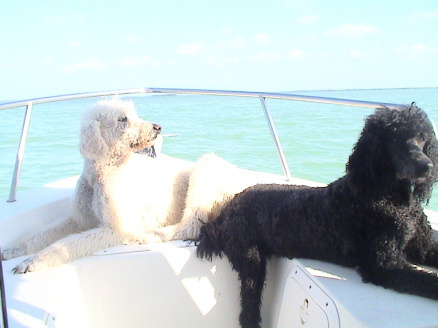 Dogs boating