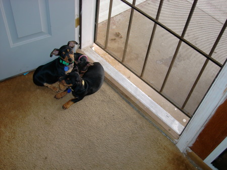 The pups Moe, Curly, and Miss Kena