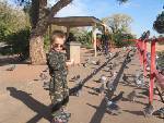 feeding pigeons