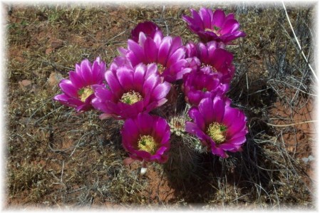 Blooming Hedgehog Desert Cactus Flower