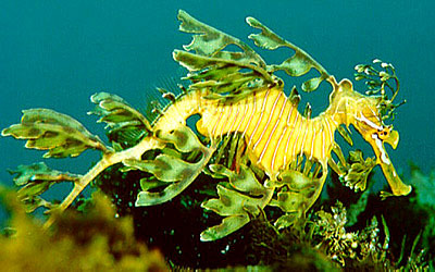 Boston's Leafy Sea Dragon,native of Australia